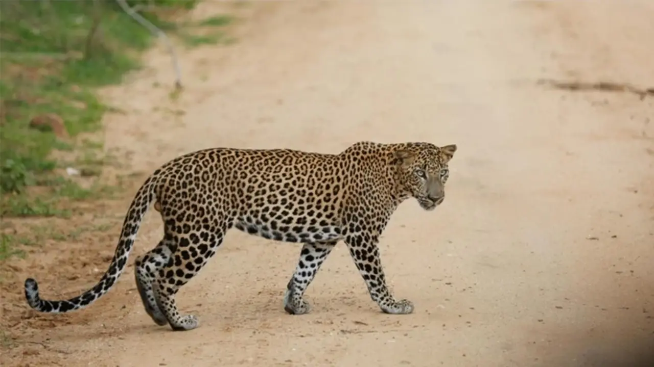 safari